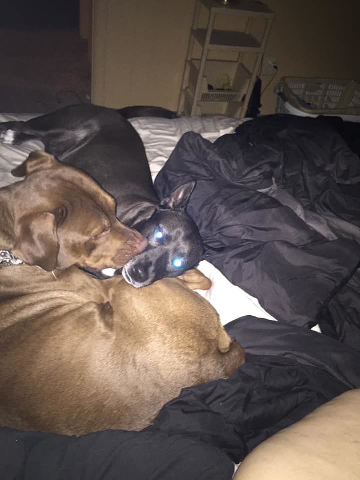Hercules and Boo - Breana Skarniak.jpg